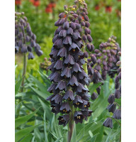 Фритиллария Persica