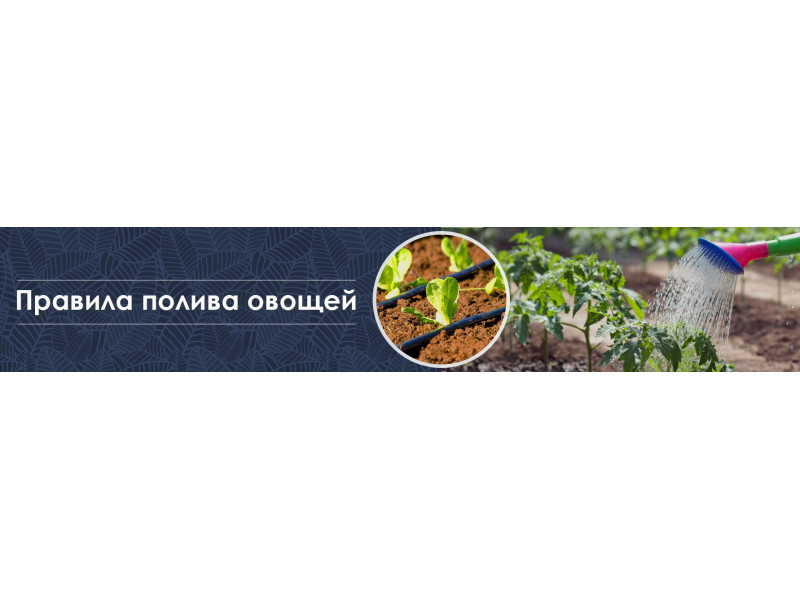 Правила поливу овочів