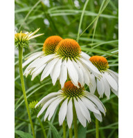 Эхинацея Purpurea White Swan