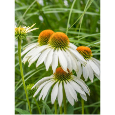 Эхинацея Purpurea White Swan