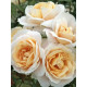Роза флорибунда Лайонз Роуз (Lions Rose) С4
