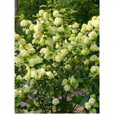 Калина Грандіфлорум (Grandiflorum) складчаста С3