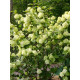 Калина Грандифлорум (Grandiflorum) складчатая С3