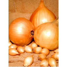 Лук севок Центурион (Centurion) 1 шт (0,250 кг)