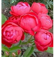 Троянда флорибунда Морздаг Ред