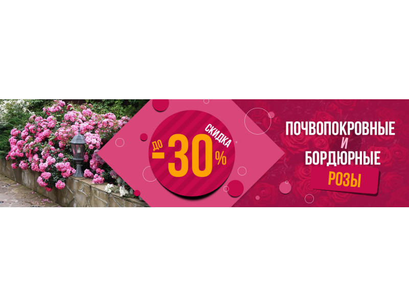 Акція! До 30% економії при покупці бордюрних та ґрунтопокривних сортів троянд!