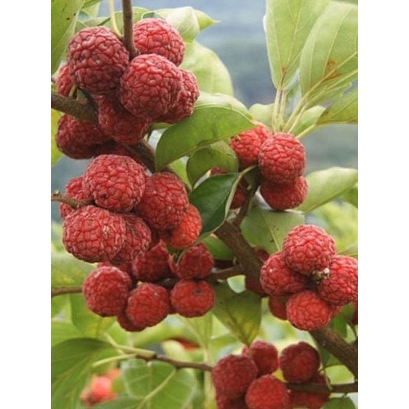 Кудрания (Клубничное дерево)