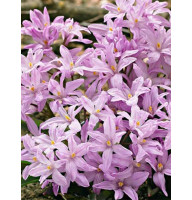 Хіонодокса Rosy Queen 4/5