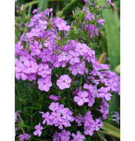 Флокс багаторічний Аметист (Amethyst)