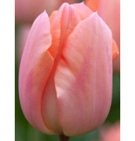 Тюльпан Тріумф Apricot Beauty