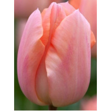 Тюльпан Apricot Beauty триумф
