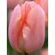 Тюльпан Apricot Beauty триумф