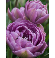 Тюльпан махровий-багатоквітковий Lilac Perfection 10/11