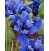 Ирис sibirica Cote D'Azur