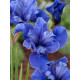 Ирис sibirica Cote D'Azur