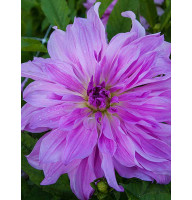 Георгина Lavender Ruffles