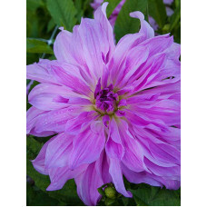 Георгина Lavender Ruffles