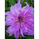 Георгина Lavender Ruffles
