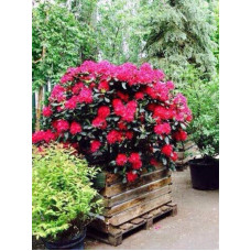 Рододендрон Нова Зембла (Nova Zembla) С3