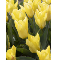 Тюльпан Фостера Easter Parade 11/12