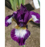 Ирис sibirica Currier