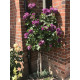 Роза на штамбе Минерва (Minerva) 1,4-1,6 м