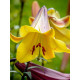 Лілія Golden Splendor (Голден Сплендор) 16/18 (1 шт)