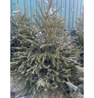 Ялина європейська Ексцелса (Picea abies Excelsa) висота 40-60 см, 3 л, 4 роки