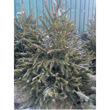 Ель европейская Эксцелса (Picea abies Excelsa) высота 40-60 см, 3 л, 4 года