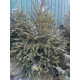 Ялина європейська Ексцелса (Picea abies Excelsa) висота 40-60 см, 3 л, 4 роки