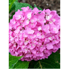 Гортензия Мини Пенни Пинк (Mini Penny Pink) крупнолистная С2