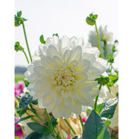 Георгина White Perfection