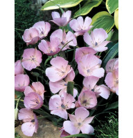 Калохортус Uniflorus Cupido 4+