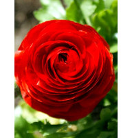 Лютик (ранунукулюс) Red 6/7