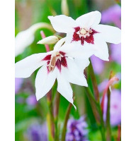 Гладиолус Callianthus Murielae 5/6 (3 шт)