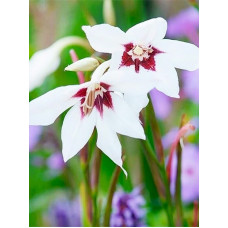 Гладіолус Callianthus Murielae 5/6 (3 шт)