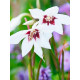 Гладіолус Callianthus Murielae 5/6 (3 шт)