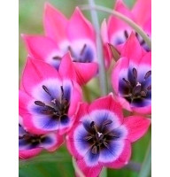 Тюльпан Pulchella Pink Charm ботанічний