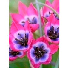 Тюльпан Pulchella Pink Charm ботанический