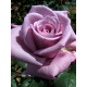 Роза на штамбе Блю Мун (Blue Moon) высота 1,4-1,6 м