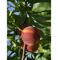 Персик Старкерлігло
