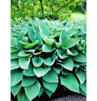 Хоста Fortunei Hyacinthina (Форчун Гіацінтіна)