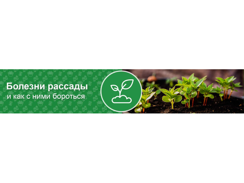 Хвороби розсади і як з ними боротися