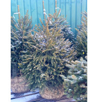 Ялина європейська Ексцелса (Picea abies Excelsa) висота 100-120 см, 6 років