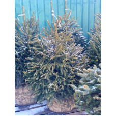 Ель европейская Эксцелса (Picea abies Excelsa) высота 100-120 см, 6 лет