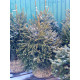Ялина європейська Ексцелса (Picea abies Excelsa) висота 100-120 см, 6 років