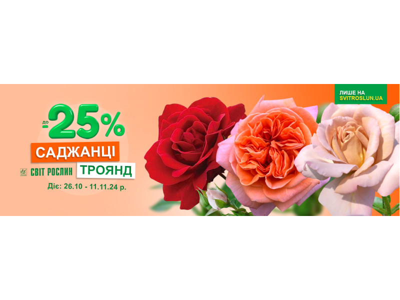 Саджанці троянд зі знижкою до -25%