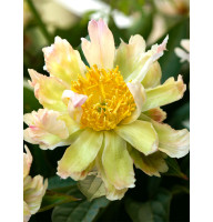 Пион Грин Лотус (Green Lotus) 2/3