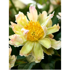 Півонія Грін Лотус (Green Lotus) 2/3