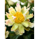 Півонія Грін Лотус (Green Lotus) 2/3